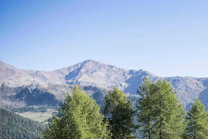 Bergpanarama aus einem Wald