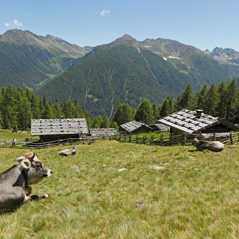 Über den Almen wandern